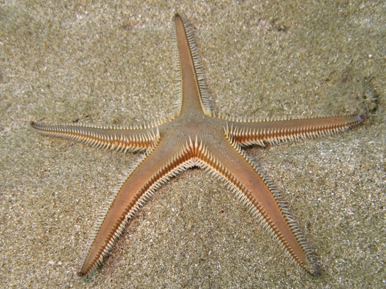 Guida allidentificazione del genere Astropecten